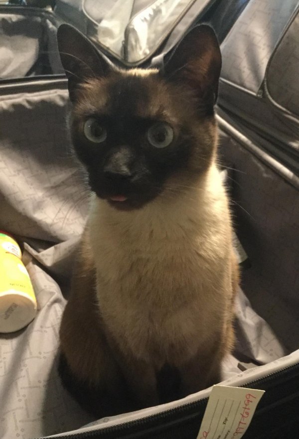 Lost Siamese in Pearland, TX US