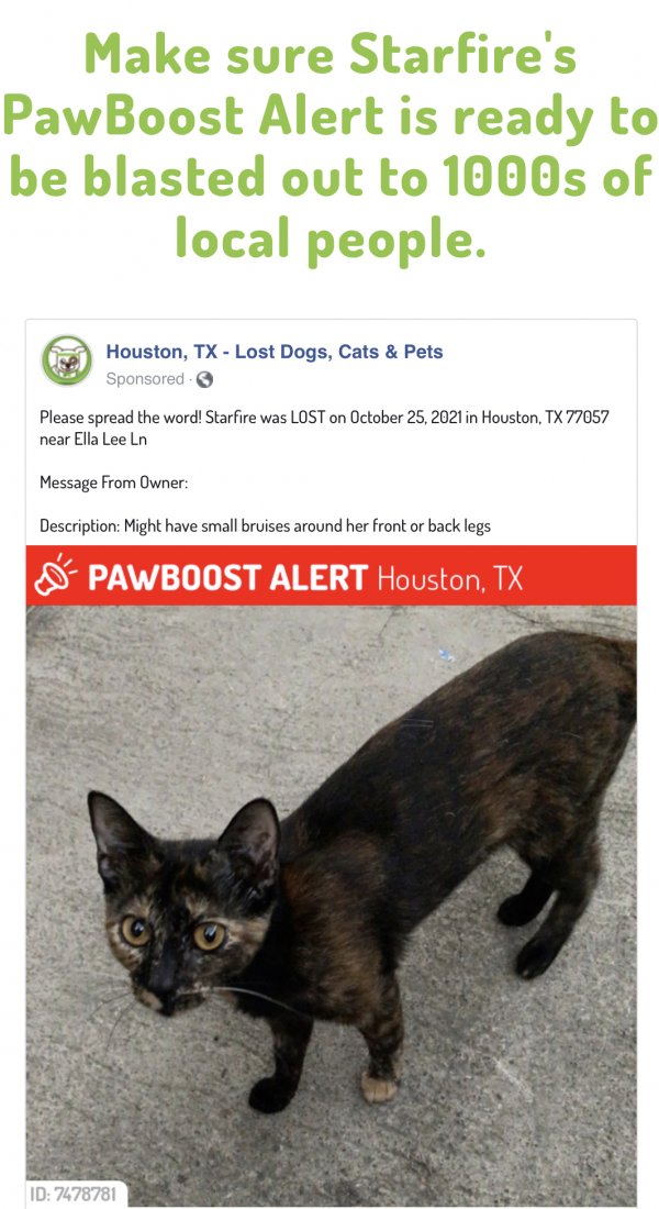 Safe Cat in Edna, TX