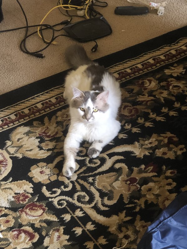 Safe Domestic Long Hair in Georgetown, TX