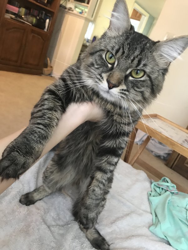 Lost Maine Coon in Woburn, MA US