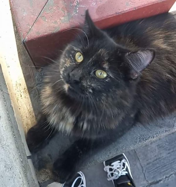 Lost Domestic Long Hair in Azusa, CA US