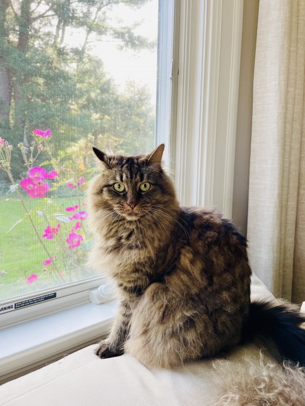Safe Maine Coon in East Greenwich, RI