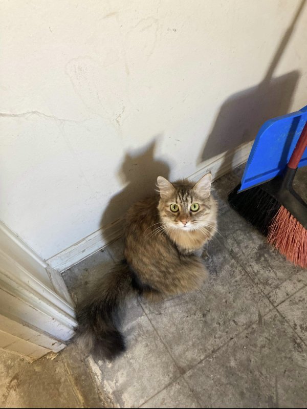 Lost Cat in Wills Point, TX US