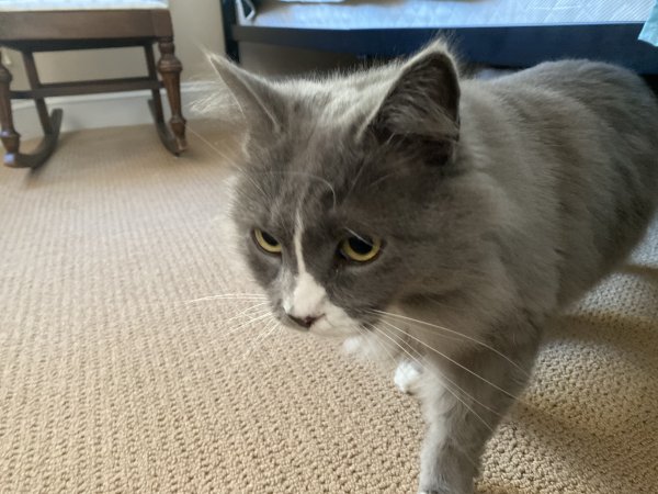 Safe Domestic Long Hair in Marcus Hook, PA