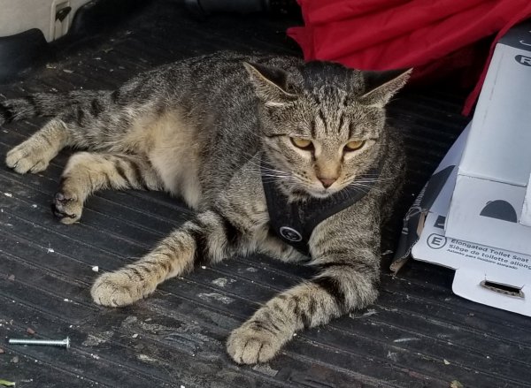 Lost Cat in Allen, TX US