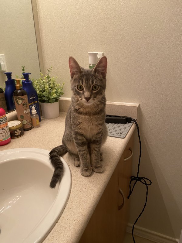 Lost Domestic Short Hair in Temple, TX US
