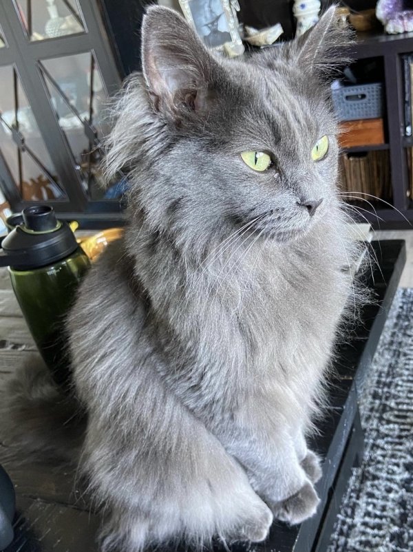 Safe Nebelung in Concord, CA US