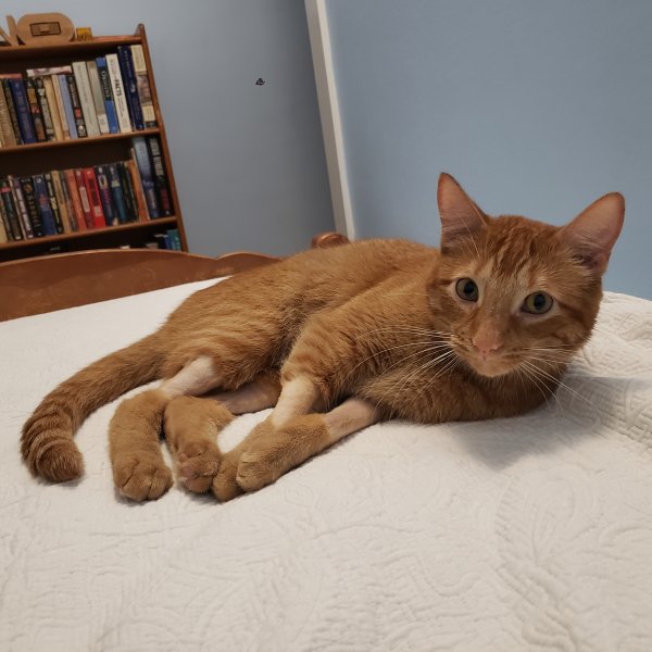 Lost Cat in Highland Park, IL US