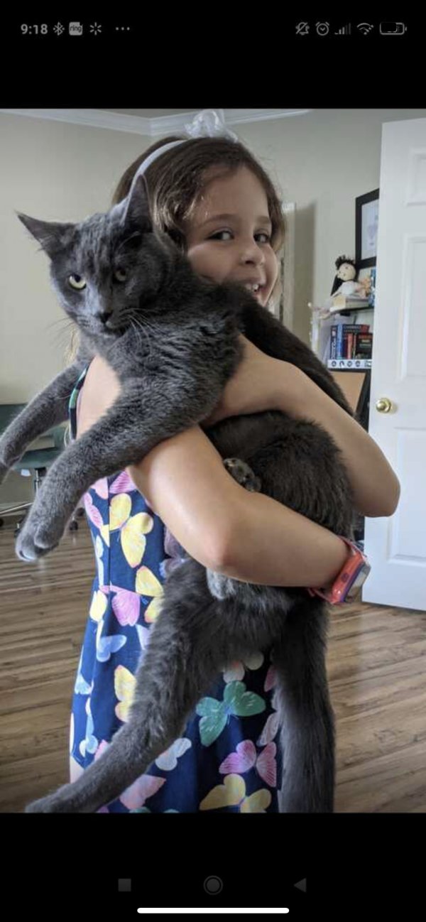 Safe Russian Blue in Plano, TX