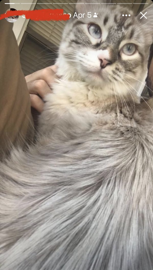 Safe Maine Coon in Plano, TX