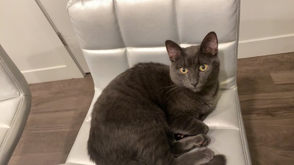 Lost Russian Blue in West Valley City, UT US
