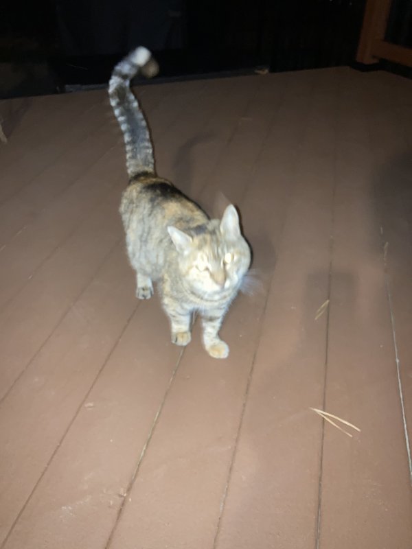 Found Cat in Chatsworth, NJ US