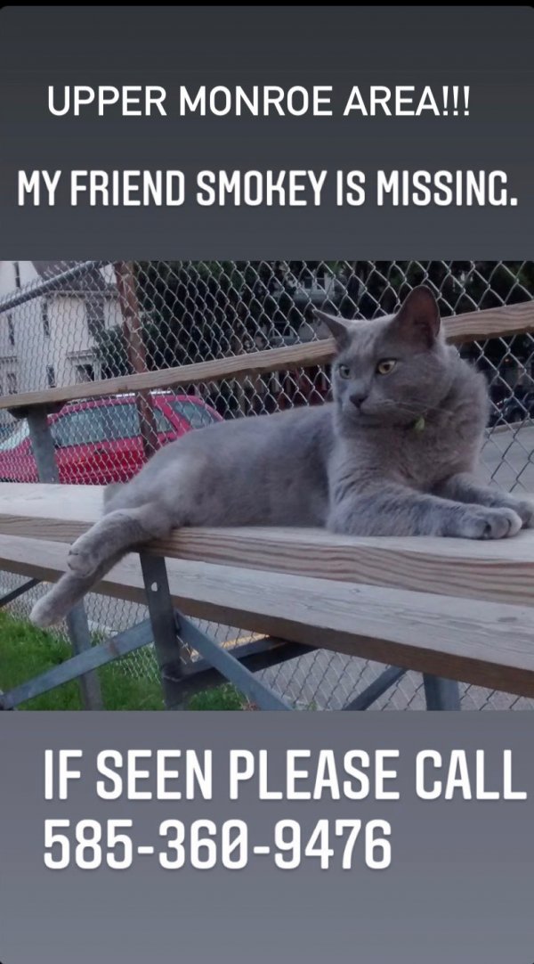 Safe Russian Blue in Rochester, NY