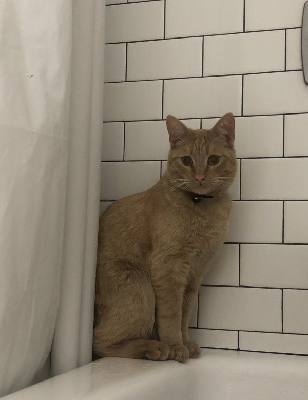 Lost Domestic Short Hair in Victorville, CA US