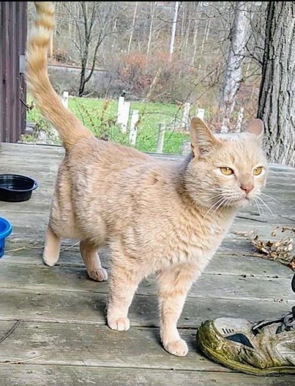 Found Cat in Bethel Park, PA US