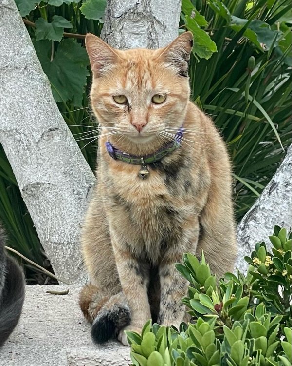 Lost Cat in Huntington Beach, CA US
