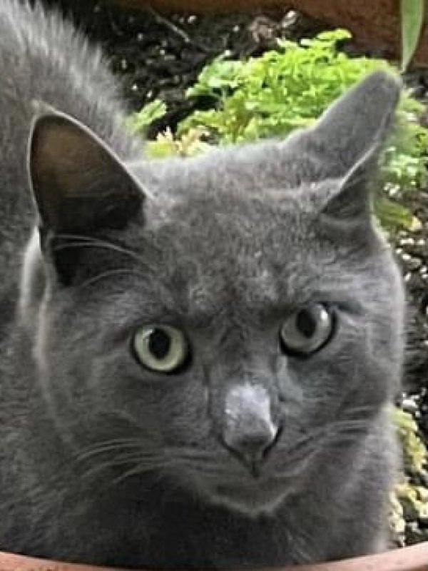 Safe Russian Blue in Hyde Park, NY