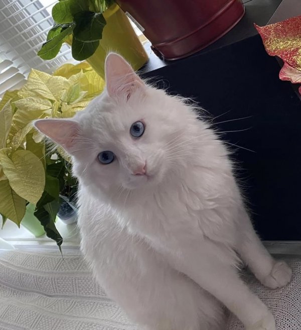 Lost Turkish Angora in Center Moriches, NY US