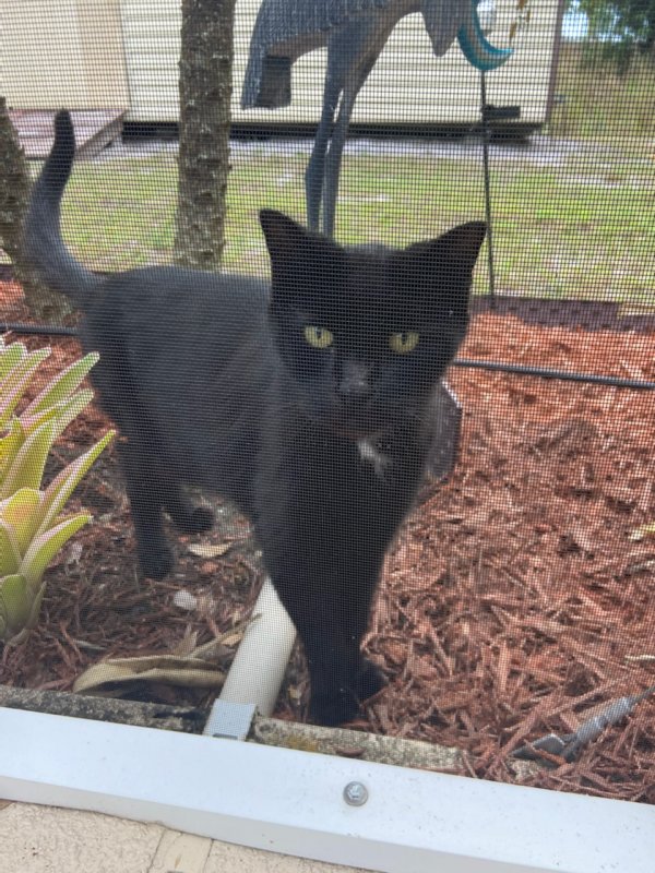 Safe Cat in Sarasota, FL