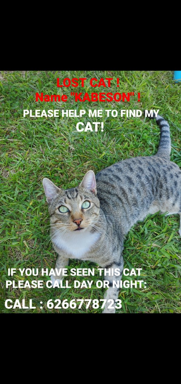 Lost Cat in Maywood, CA US