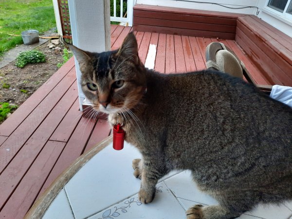 Found Cat in Roy, WA US