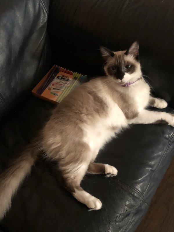 Safe Siamese in Fort Worth, TX