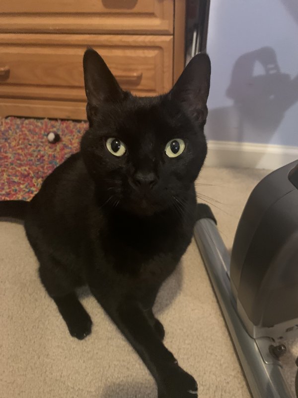 Safe Domestic Short Hair in York Haven, PA