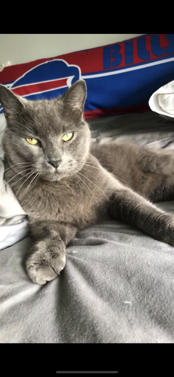 Safe Russian Blue in Derby, NY