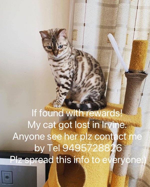 Lost Bengal cat in Irvine, CA US