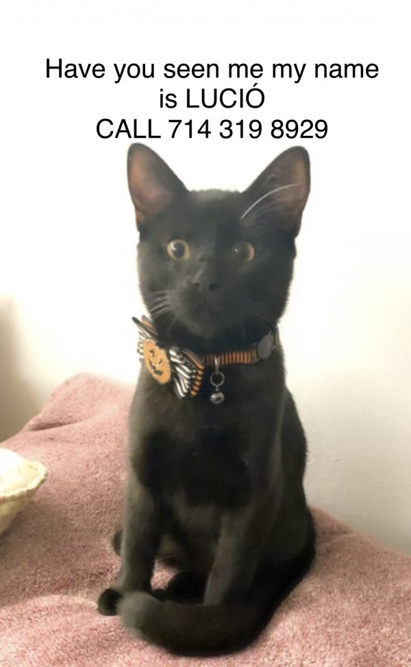 Safe Cat in Lake Forest, CA