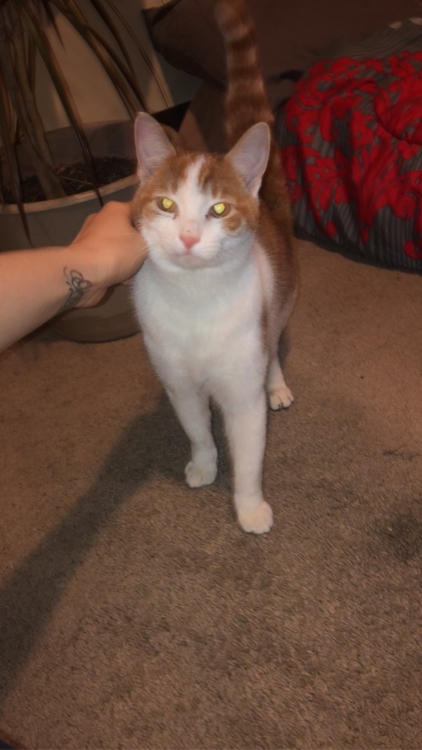 Found Cat in New Kensington, PA US