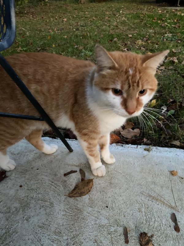 Lost Cat in Enola, PA US