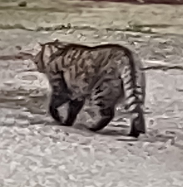 Safe Cat in Lynnwood, WA