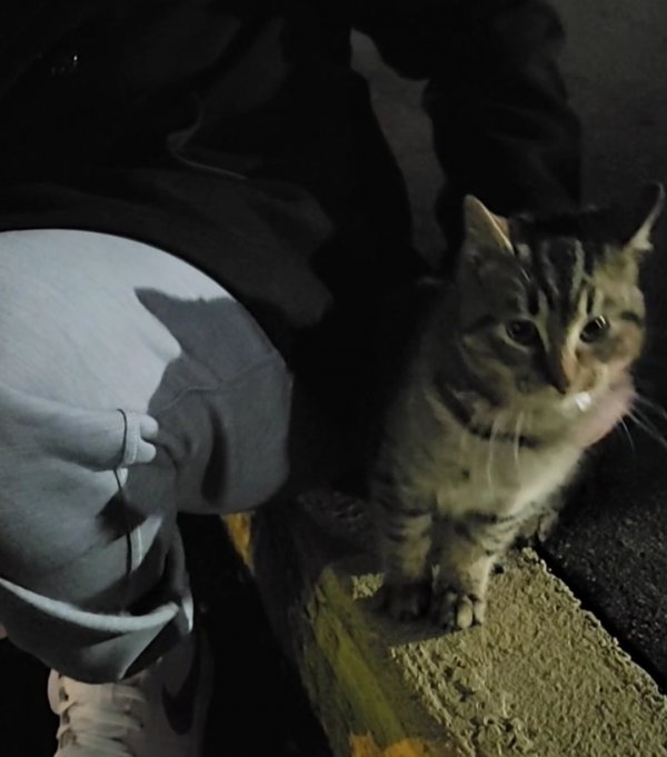 Safe Cat in Alexandria, VA