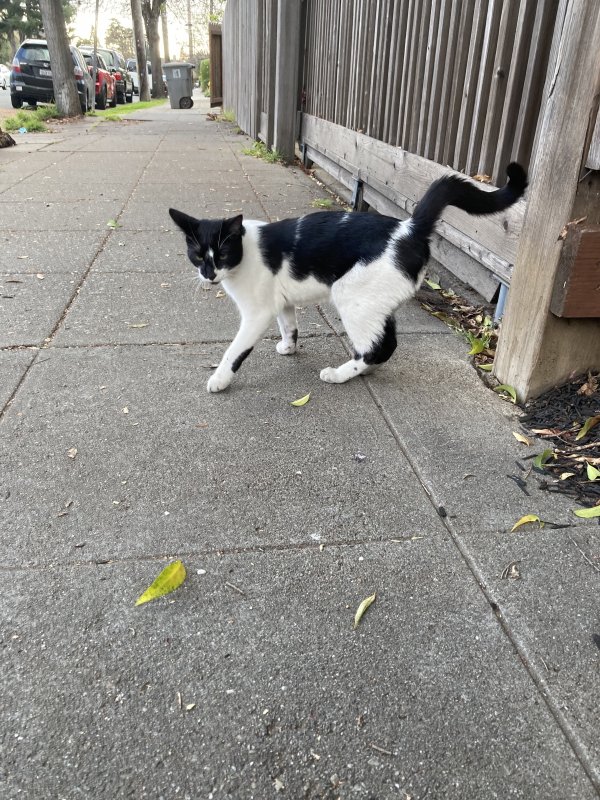Found Domestic Short Hair in Oakland, CA US