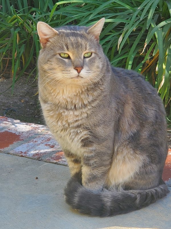 Lost Domestic Short Hair in Woodland Hills, CA US