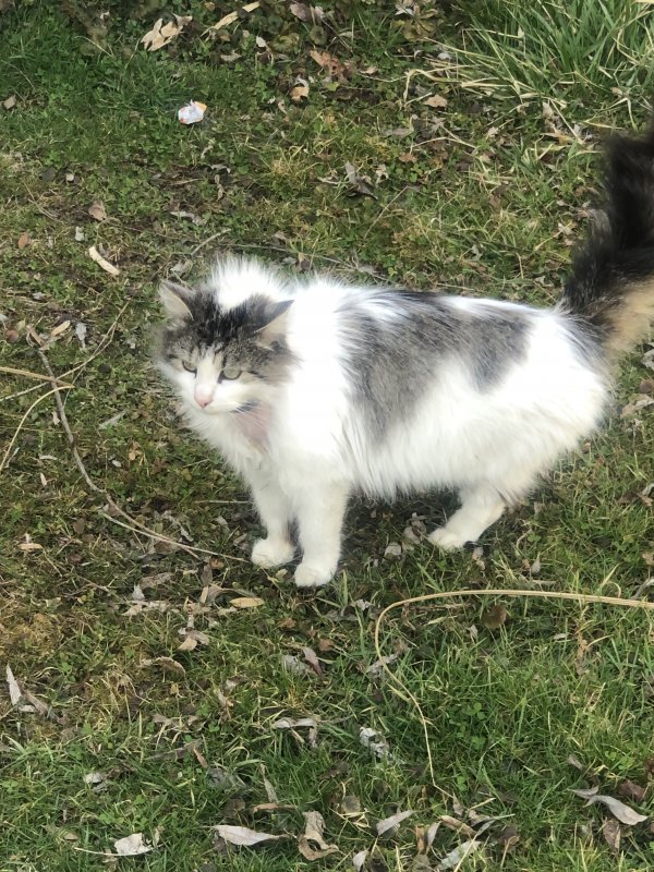 Found Norwegian Forest Cat in West Grove, PA US