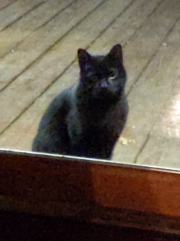 Found Cat in Colora, MD US