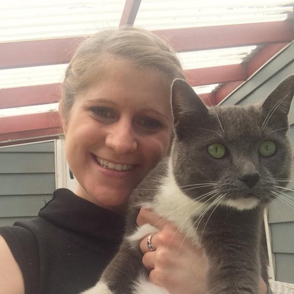 Lost American Shorthair in Bellmore, NY US
