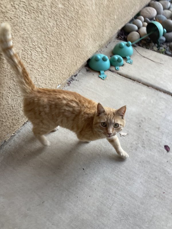 Found Cat in Victorville, CA US