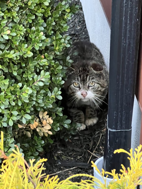 Found Cat in Ridgefield, NJ US