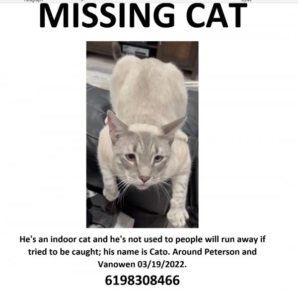 Lost Siamese in West Hills, CA US