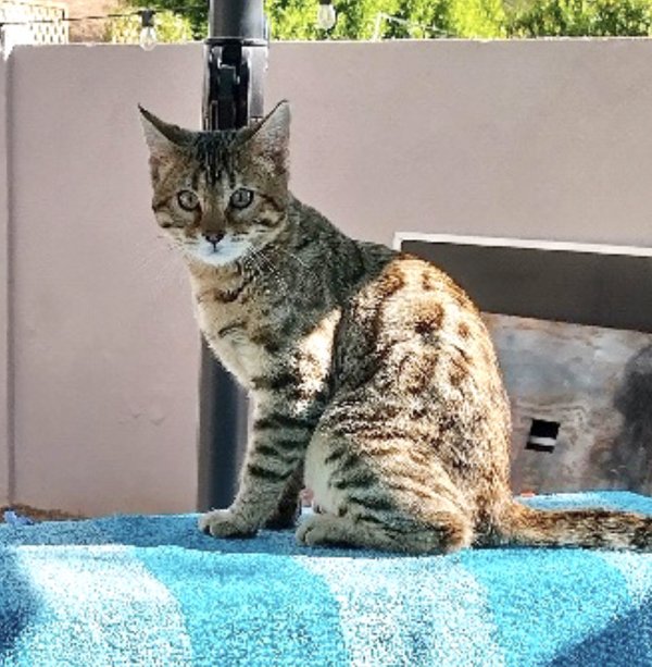 Safe Bengal cat in Mesa, AZ