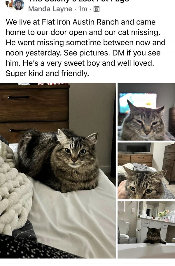 Safe Cat in The Colony, TX