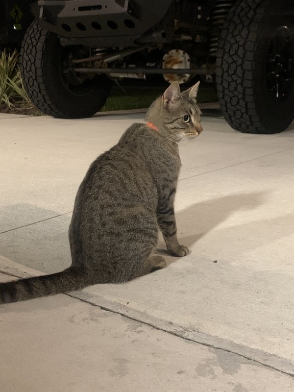 Safe Cat in Palmetto, FL