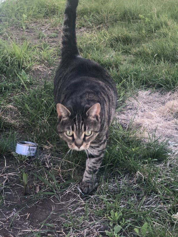 Found Cat in Somersworth, NH US