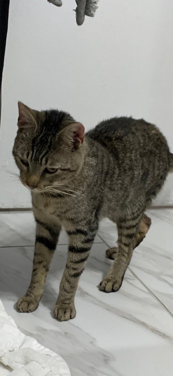 Found Cat in Hartsdale, NY US