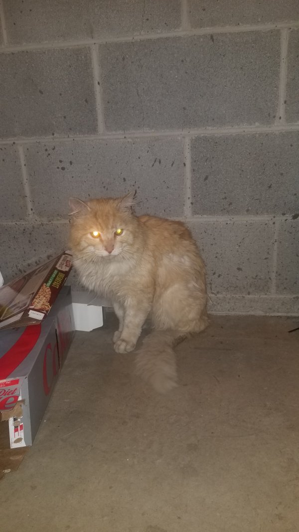 Found Cat in Morgantown, WV US