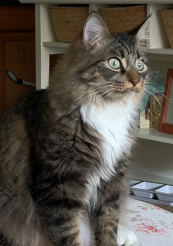 Safe Maine Coon in Spring Hill, FL