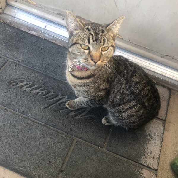 Found Cat in Rowland Heights, CA US